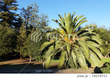 スタンフォード大学の構内の南国の木 78039552