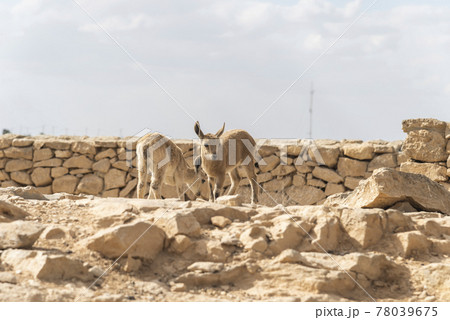 Capra ibex nubiana, Nubian Ibexes family near Mitzpe Ramon  78039675