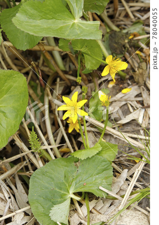 エゾノリュウキンカ 蝦夷立金花 ヤチブキ 北海道の春 エゾノリュウキンカ 蝦夷立金花 ヤチブキ 北海道の春 78040055