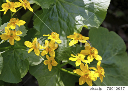 エゾノリュウキンカ 蝦夷立金花 ヤチブキ 北海道の春 エゾノリュウキンカ 蝦夷立金花 ヤチブキ 北海道の春 78040057