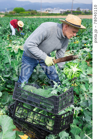 Farmer with knife picking fresh organic broccoli in crates 78040110
