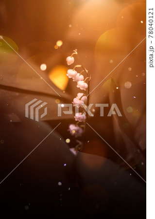 Lilies of the valley spring background light and bokeh summer forest 78040121