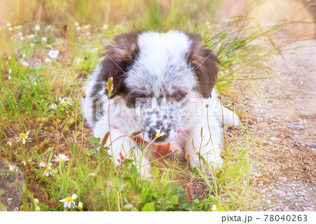 Puppy sniffing the flower, close-up portrait 78040263