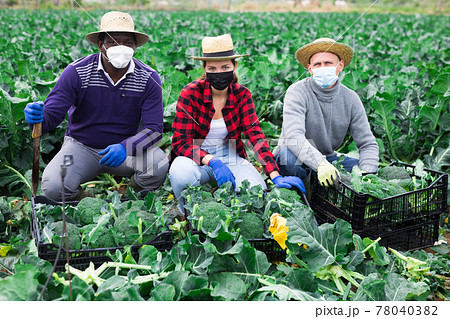 Group of farmers in masks posing with freshly harvested broccoli Group of farmers in masks posing with freshly harvested broccoli 78040382