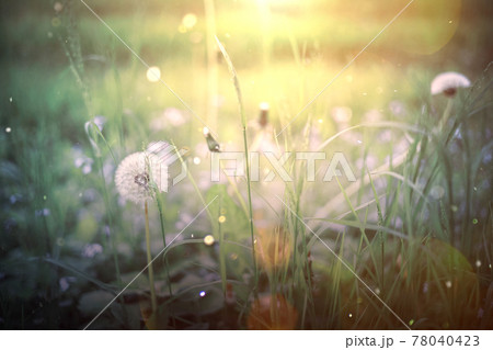 Summer meadow with daisies, natural treasures. Green witch background 78040423