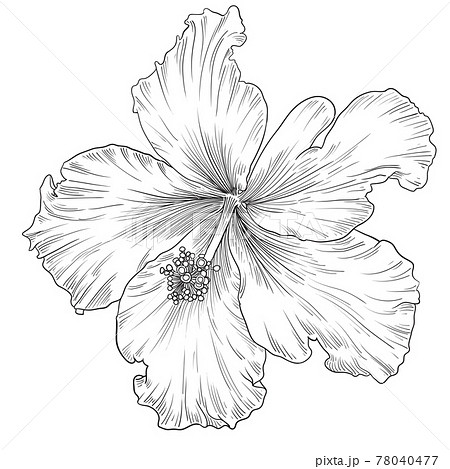 Drawings Of A Hibiscus Flower HD Png Download  640x4804574  PngFind