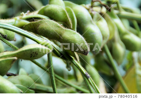 丹波黒大豆枝豆 収穫 丹波黒 丹波黒大豆枝豆 収穫 丹波黒 78040516