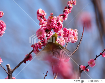 梅とメジロ（ウメジゾ） 78040893