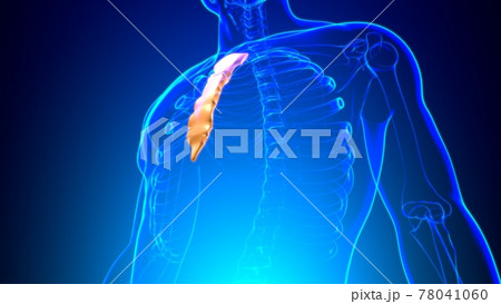 Human Skeleton Sternum Bone Anatomy For Medical Concept Human Skeleton Sternum Bone Anatomy For Medical Concept 78041060