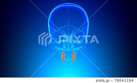 Human Teeth Premolars Anatomy 3D Illustration Human Teeth Premolars Anatomy 3D Illustration 78041194