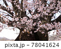 天王桜（群馬県片品村） 78041624
