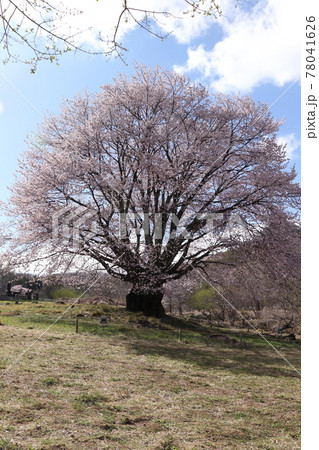 天王桜（群馬県片品村） 78041626