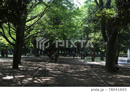 代々木公園 代々木公園 78041693