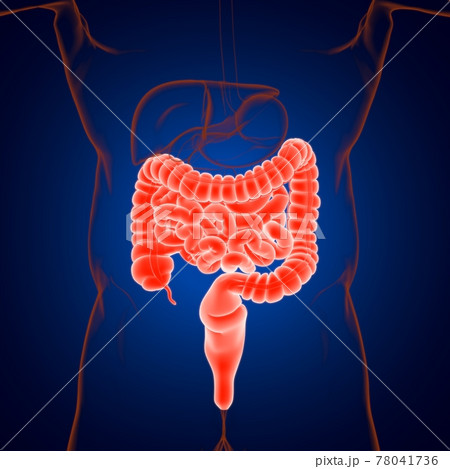 Small and Large Intestine 3D Illustration Human Digestive System Anatomy 78041736