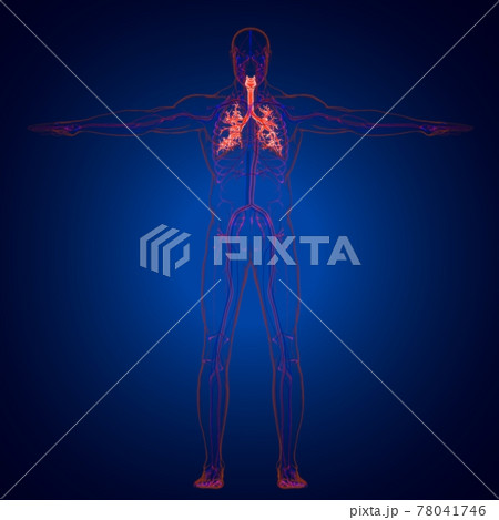 Lungs Human Respiratory System Anatomy For Medical Concept 3D Rendering Lungs Human Respiratory System Anatomy For Medical Concept 3D Rendering 78041746