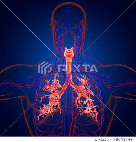 Lungs Human Respiratory System Anatomy For Medical Concept 3D Rendering Lungs Human Respiratory System Anatomy For Medical Concept 3D Rendering 78041748