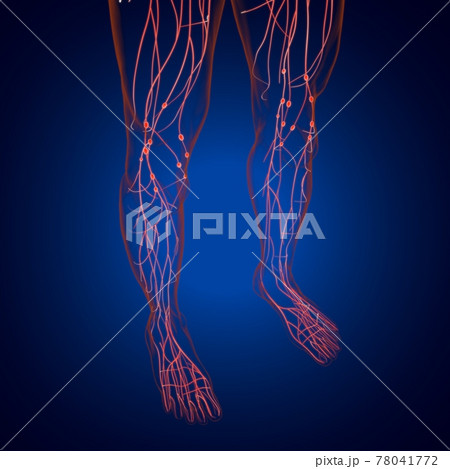 Human Lymph Nodes Anatomy For Medical Concept 3D Rendering 78041772