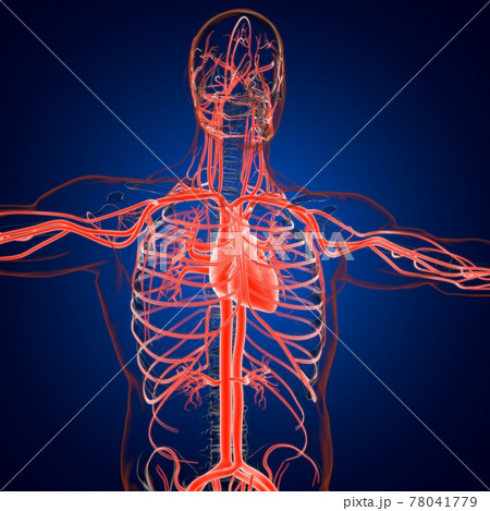 Human Heart With Circulatory System Anatomy For Medical Concept 3D Rendering 78041779