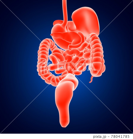 Human Digestive System Anatomy For Medical Concept 3D Human Digestive System Anatomy For Medical Concept 3D 78041785
