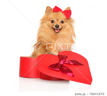 Happy dog with a red bow Happy dog with a red bow 78041870