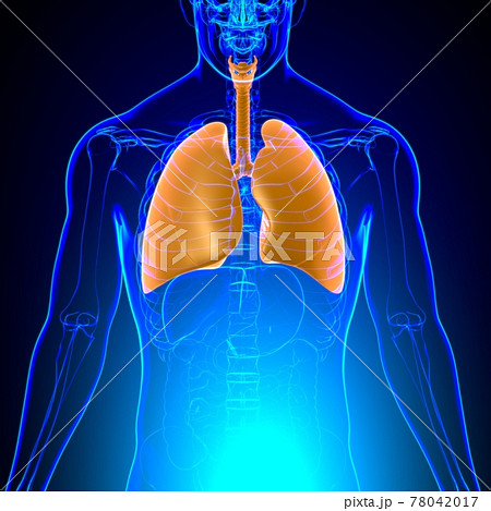 Lungs Human Respiratory System Anatomy For Medical Concept 3D 78042017