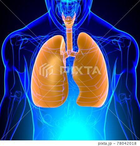 Lungs Human Respiratory System Anatomy For Medical Concept 3D Lungs Human Respiratory System Anatomy For Medical Concept 3D 78042018