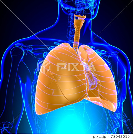 Lungs Human Respiratory System Anatomy For Medical Concept 3D Lungs Human Respiratory System Anatomy For Medical Concept 3D 78042019