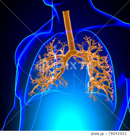 Lungs Human Respiratory System Anatomy For Medical Concept 3D Lungs Human Respiratory System Anatomy For Medical Concept 3D 78042022