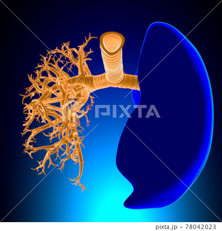 Lungs Human Respiratory System Anatomy For Medical Concept 3D Lungs Human Respiratory System Anatomy For Medical Concept 3D 78042023
