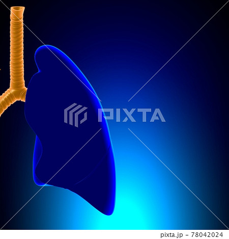Lungs Human Respiratory System Anatomy For Medical Concept 3D Lungs Human Respiratory System Anatomy For Medical Concept 3D 78042024