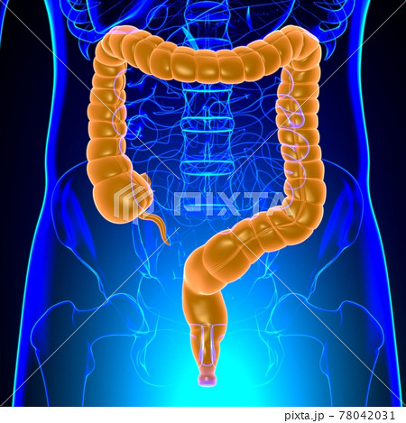 Large Intestine 3D Illustration Human Digestive System Anatomy 78042031
