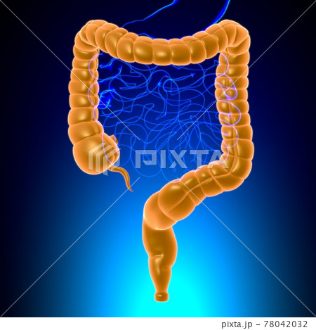 Large Intestine 3D Illustration Human Digestive System Anatomy 78042032