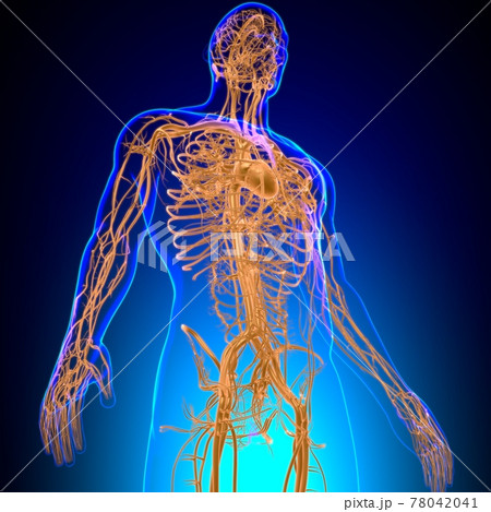 Human Heart With Circulatory System Anatomy For Medical Concept 3D Human Heart With Circulatory System Anatomy For Medical Concept 3D 78042041