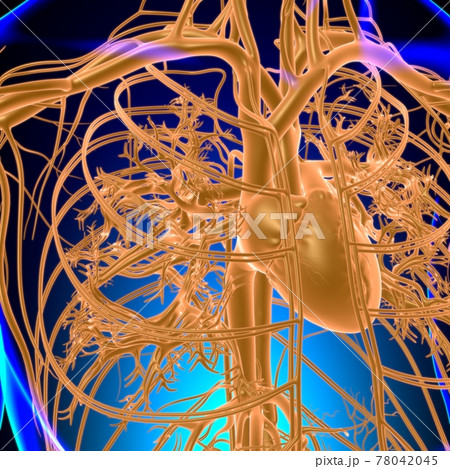 Human Heart With Circulatory System Anatomy For Medical Concept 3D Human Heart With Circulatory System Anatomy For Medical Concept 3D 78042045