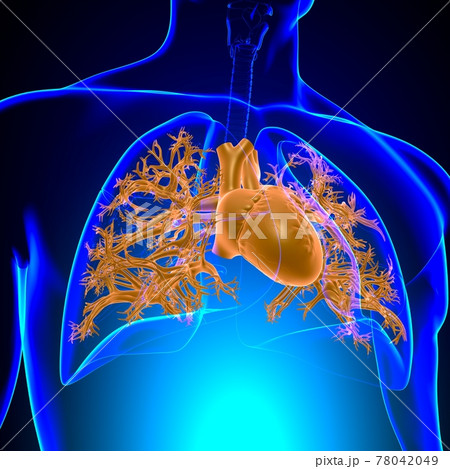 Human Heart Anatomy For Medical Concept 3D Human Heart Anatomy For Medical Concept 3D 78042049