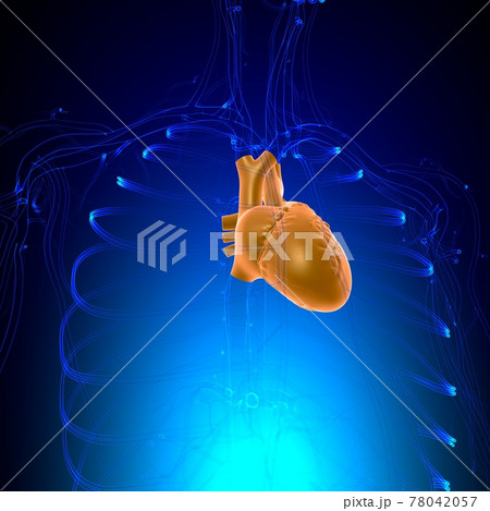 Lungs Human Respiratory System Anatomy For Medical Concept 3D Lungs Human Respiratory System Anatomy For Medical Concept 3D 78042057