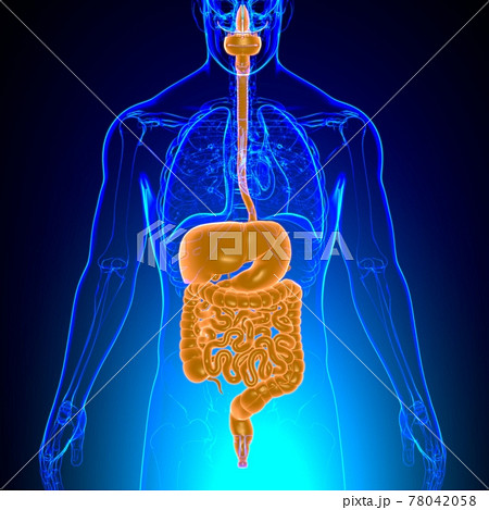 Human Digestive System Anatomy For Medical Concept 3D Human Digestive System Anatomy For Medical Concept 3D 78042058