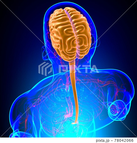 Human Brain Anatomy For Medical Concept 3D 78042066
