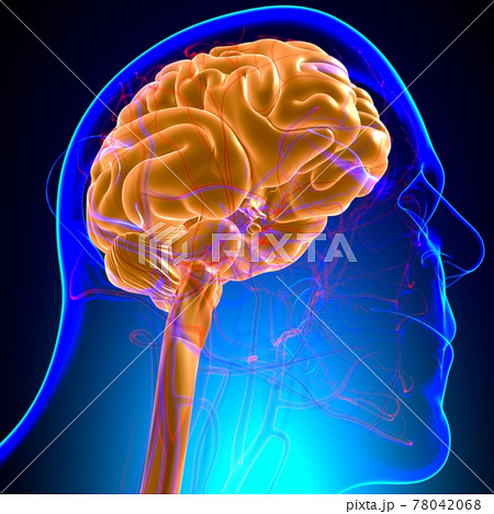 Human Brain Anatomy For Medical Concept 3D Human Brain Anatomy For Medical Concept 3D 78042068