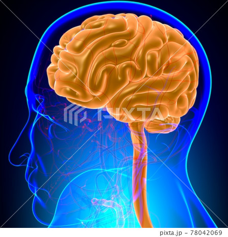 Human Brain Anatomy For Medical Concept 3D 78042069