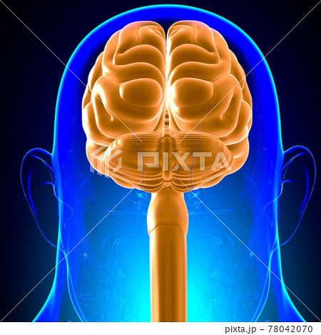 Human Brain Anatomy For Medical Concept 3D Human Brain Anatomy For Medical Concept 3D 78042070