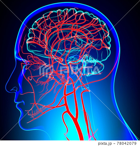 Human Arteries And Veins For Medical Concept 3D Human Arteries And Veins For Medical Concept 3D 78042079