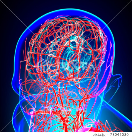 Human Arteries And Veins For Medical Concept 3D Human Arteries And Veins For Medical Concept 3D 78042080