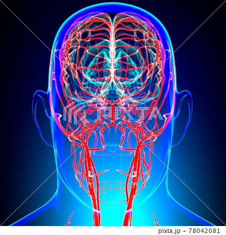 Human Arteries And Veins For Medical Concept 3D Human Arteries And Veins For Medical Concept 3D 78042081