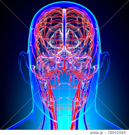 Human Arteries And Veins For Medical Concept 3D 78042084