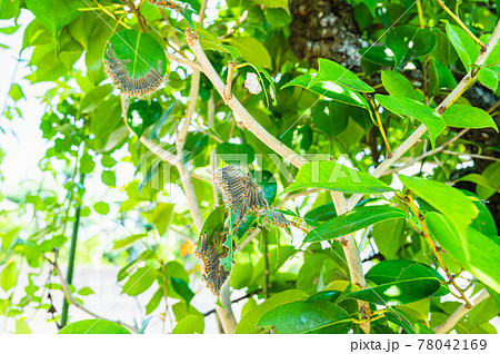 葉にくっついたチャドクガ 78042169