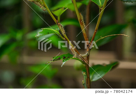 チャドクガ 78042174