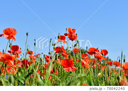 A field with blooming red poppies under a blue sky. 78042240