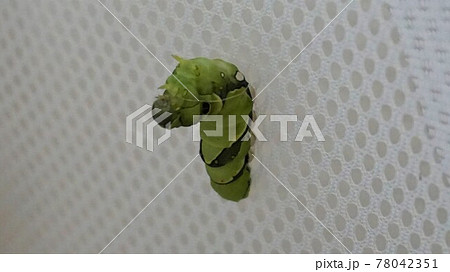 ナミアゲハの糸掛け2 ナミアゲハの糸掛け2 78042351