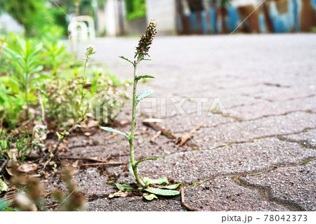 ウスベニチチコグサ ウスベニチチコグサ 78042373